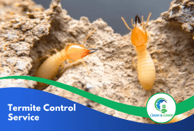 Termite control service